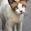 Cat on Street, Bangkok