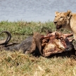 Lion - Okavango Delta - Moremi N.P.