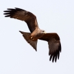 Okavango Delta - Moremi N.P.