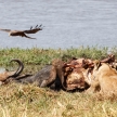 Lion - Okavango Delta - Moremi N.P.