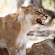 Lion Jaws - Okavango Delta - Moremi N.P.
