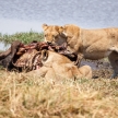 Lion - Okavango Delta - Moremi N.P.