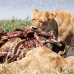 Lion - Okavango Delta - Moremi N.P.
