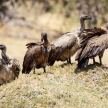 Vulture - Okavango Delta - Moremi N.P.