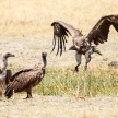 Vulture - Okavango Delta - Moremi N.P.