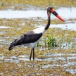 Okavango Delta - Moremi N.P.