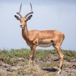 Impala - Okavango Delta, Africa