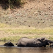 Chobe River, Botswana, Africa