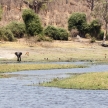 Elephants - Chobe River, Botswana, Africa
