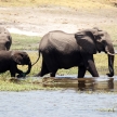 Elephants - Chobe River, Botswana, Africa