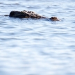 Croc - Chobe River, Botswana, Africa