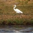Great Egret - Chobe River, Botswana, Africa