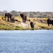Elephant Herd in Botswana