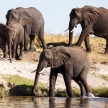 Elephant Herd in Botswana