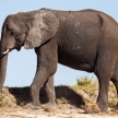 Elephant - Chobe River, Botswana, Africa