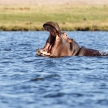 Hippo - Chobe River, Botswana, Africa