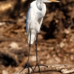 Great Egret - Chobe River, Botswana, Africa