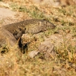 Big Lizard - Chobe N.P. Botswana, Africa