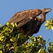 White Backed-Vulture - Chobe N.P. Botswana, Africa