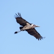 Maribou Stork - Chobe N.P. Botswana, Africa