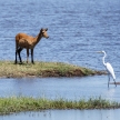Great Egret - Chobe River, Botswana, Africa
