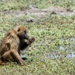 Baboon in Chobe N.P. Botswana, Africa