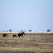 Elephant - Chobe N.P. Botswana, Africa
