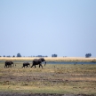 Elephant - Chobe N.P. Botswana, Africa