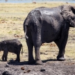 Elephant - Chobe N.P. Botswana, Africa