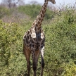 Chobe N.P. Botswana, Africa
