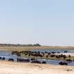 Buffalo - Chobe River, Botswana, Africa