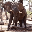 Male Bull Elephant - Chobe N.P. Botswana, Africa
