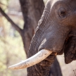 Male Bull Elephant - Chobe N.P. Botswana, Africa