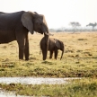 Elephant - Chobe N.P. Botswana, Africa