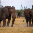 Elephant - Chobe N.P. Botswana, Africa