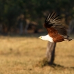 Fish Eagle - Chobe N.P. Botswana, Africa