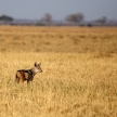 Jackal - Chobe N.P. Botswana, Africa