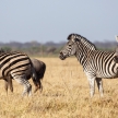 Zebra - Chobe N.P. Botswana, Africa