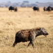 Hyena - Chobe N.P. Botswana, Africa