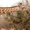 Giraffe at Okavango Delta - Moremi N.P.