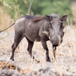 Warthog - Okavango Delta - Moremi N.P.