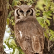Verreaux's Eagle-Owl - Okavango Delta - Moremi N.P.