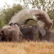 Elephant - Okavango Delta - Moremi N.P.