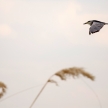 Okavango Delta - Moremi N.P.