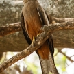 Yellow Billed Kite - Okavango Delta - Moremi N.P.