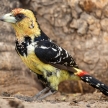 Crested Barbet - Okavango Delta - Moremi N.P.