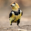 Crested Barbet - Okavango Delta - Moremi N.P.