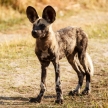 Wild Dog - Okavango Delta - Moremi N.P.