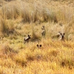 Wild Dog - Okavango Delta - Moremi N.P.