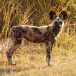 Wild Dog - Okavango Delta - Moremi N.P.